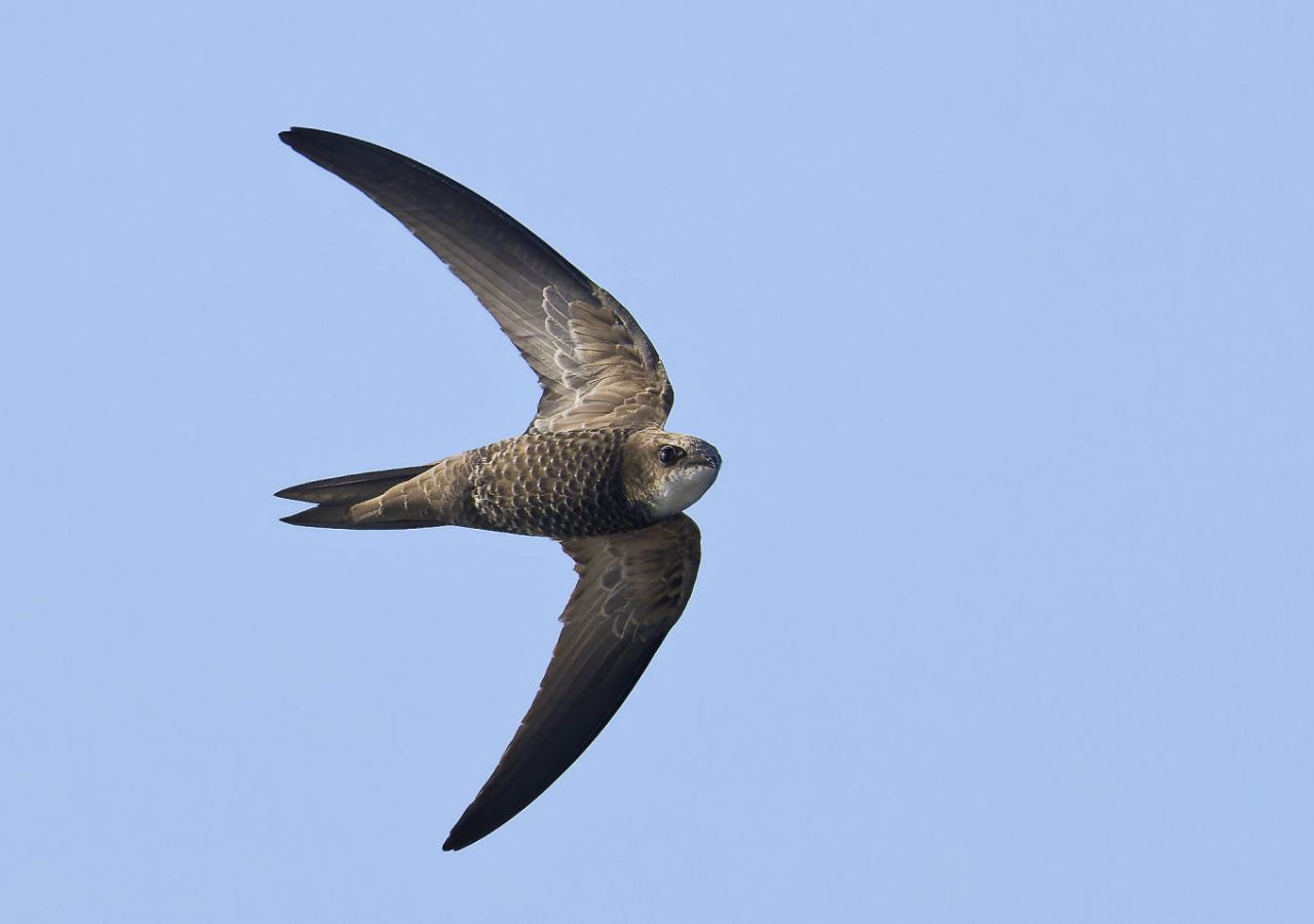 Gibraltar Swift